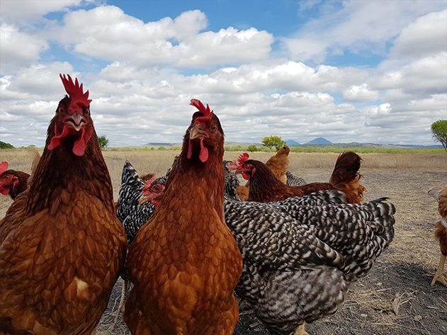 Gallinas Santa 